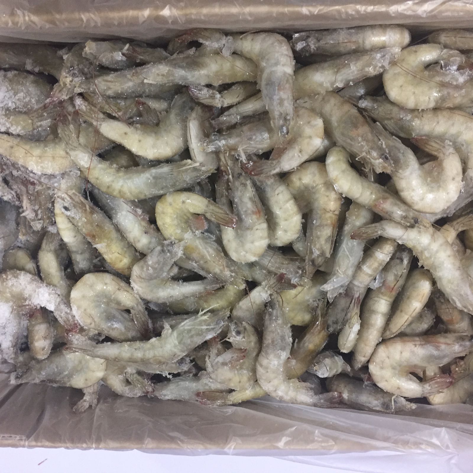 LANG. CRUDO 40/60 APOLO (5KG)